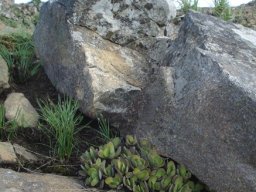 Crassula swaziensis squeezed but happy